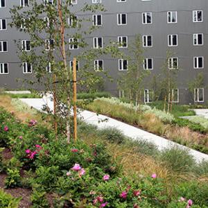 Pathway leading through the rain garden by Student Housing